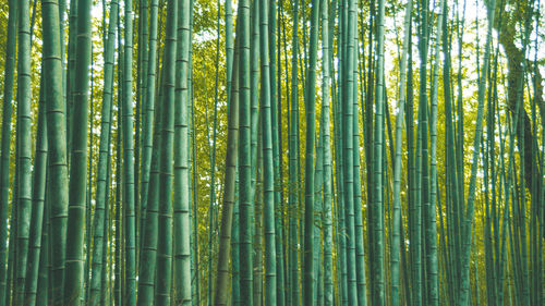 Full frame shot of bamboo trees