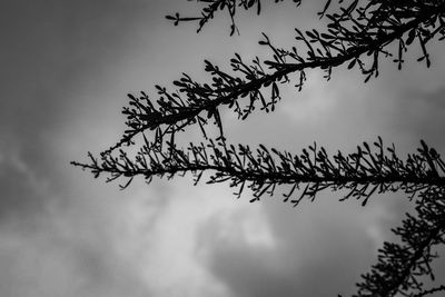 Low angle view of silhouette tree against sky