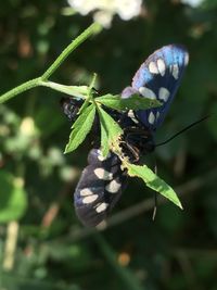 Close-up of insect on leaf