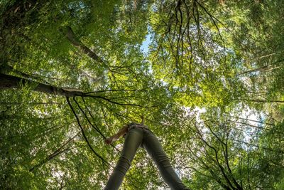 Low angle view of trees in forest