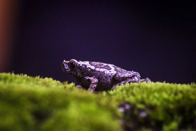 Close-up of frog