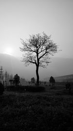 Bare trees on grassy field