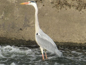 Bird in water
