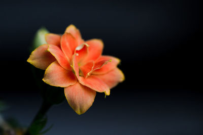 Close-up of red rose against black background