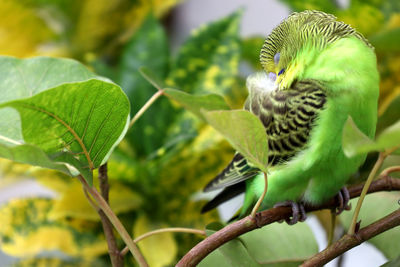 Close-up of green leaves on tree