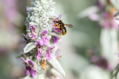 Close-up of bee pollinating on purple flower