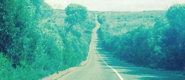 Road along trees