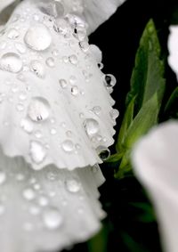 Close-up of water drops on flower