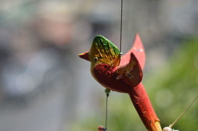 Close-up of butterfly on flower