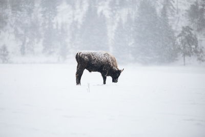 Bison standing on field during winter