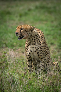 Cheetah sitting on grass in forest