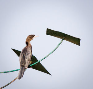 Close-up of bird perching against clear sky