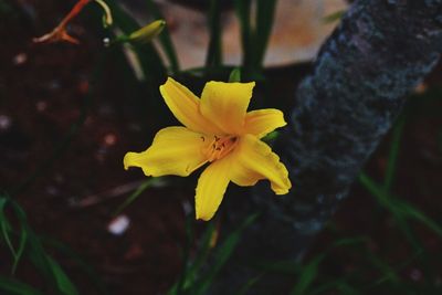 Close-up of yellow flower