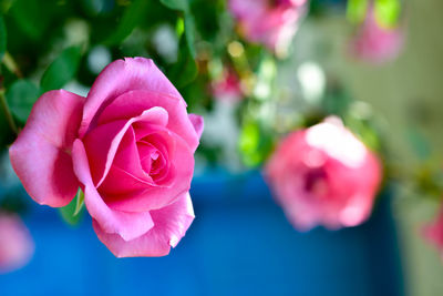 Close-up of pink rose blooming outdoors