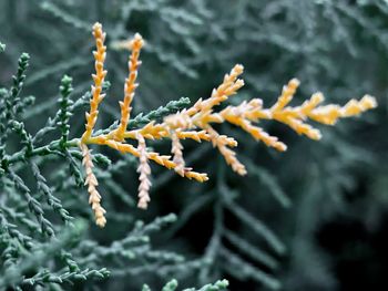 Close-up of frozen plant