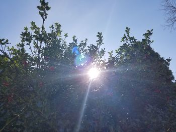 Low angle view of trees against clear sky