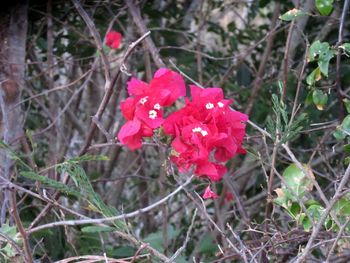 Close-up of pink flowers