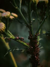 Close-up of insect on plant