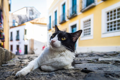 Cat looking away in city