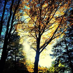 Low angle view of trees in forest