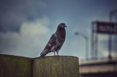 Close-up of bird perching on wood