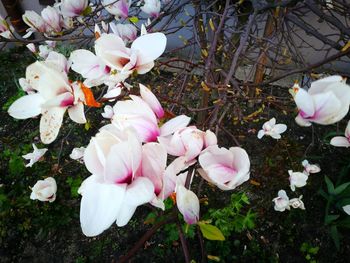 Close-up of flowers