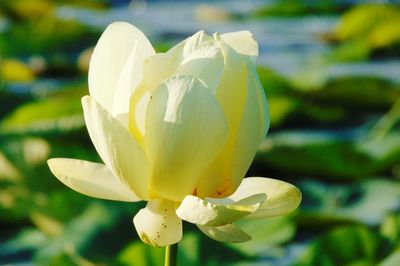 Close-up of white flower blooming outdoors