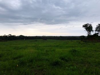 Scenic view of field against sky