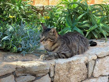 Cat relaxing on rock