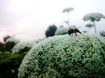 Close-up of insect on plant