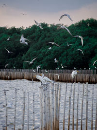 Seagulls flying over the lake