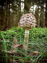 Close-up of mushroom growing on field