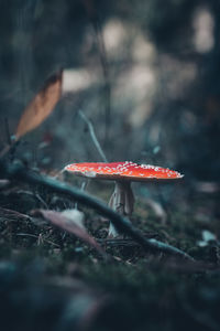 Close-up of mushroom on field