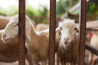 Close-up of goat