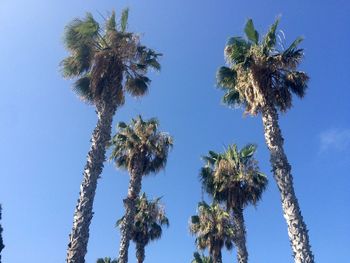 Low angle view of palm trees against blue sky