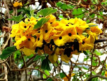 Close-up of bee on yellow flowers