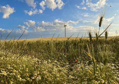 Plants growing on field against sky