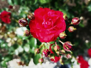 Close-up of red flowers