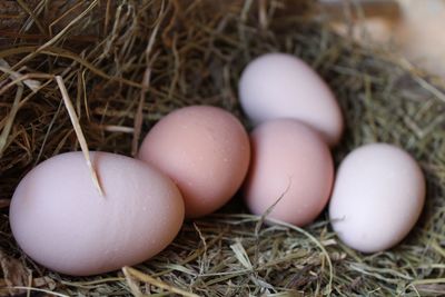 Close-up of eggs in nest