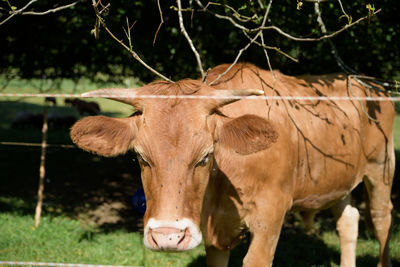 Cow standing in a field