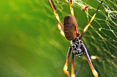 Close-up of spider on leaf