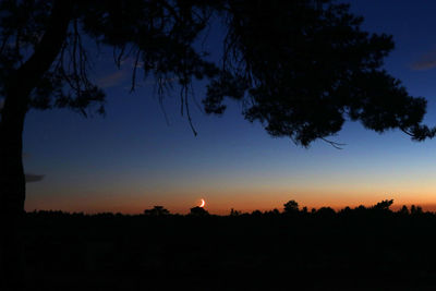 Silhouette trees against clear sky during sunset