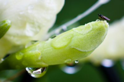 Close-up of insect on plant