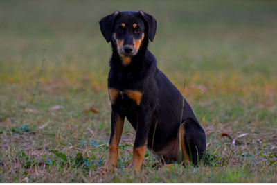 Portrait of dog sitting on field