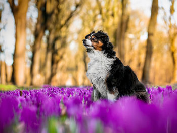 Close-up of a dog on purple flower