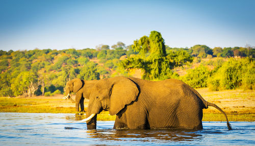 Elephants drinking water