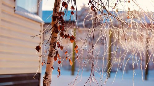 Close-up of dry plants against sky during winter