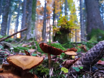 Close-up of mushrooms growing on tree in forest