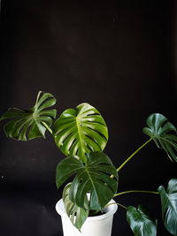 Close-up of potted plant against black background