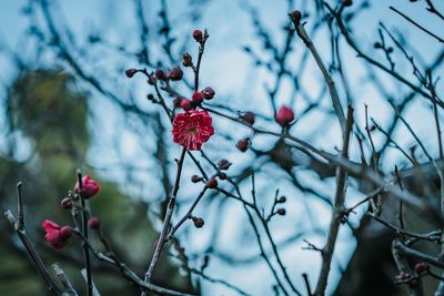 Close-up of red berries growing on tree